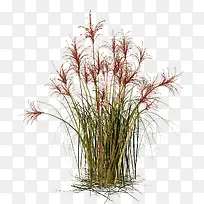 草-空若网 草-空若网