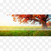 枫树背景图-空若网 枫树背景图-空若网