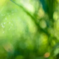 绿色梦幻背景-空若网 绿色梦幻背景-空若网