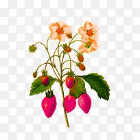 手绘水彩花朵-空若网 手绘水彩花朵-空若网