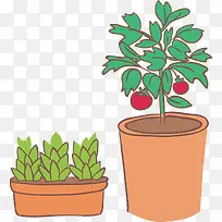 花盆花果实-空若网 花盆花果实-空若网