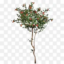 �����ӣ����-������