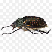 ��ɫ�׿ǳ�-������