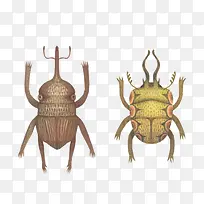 昆虫甲壳虫-空若网 昆虫甲壳虫-空若网