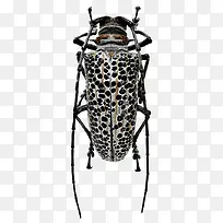 金属虫子-空若网 金属虫子-空若网