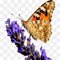 彩色蝴蝶淘宝主图-空若网 彩色蝴蝶淘宝主图-空若网