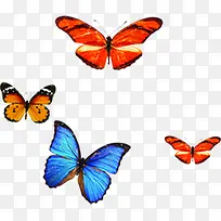 彩色蝴蝶标本淘宝促销-空若网 彩色蝴蝶标本淘宝促销-空若网