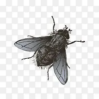 ºÚÉ«²ÔÓ¬-¿ÕÈôÍø ºÚÉ«²ÔÓ¬-¿ÕÈôÍø