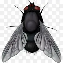 苍蝇透明去底素材-空若网 苍蝇透明去底素材-空若网