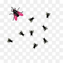 苍蝇-空若网 苍蝇-空若网