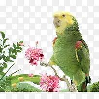 鹦鹉和树-空若网 鹦鹉和树-空若网