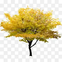 初秋树叶飘散大树-空若网 初秋树叶飘散大树-空若网
