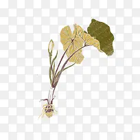 手绘水彩插画芋头-空若网 手绘水彩插画芋头-空若网