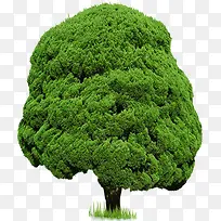 ´ºÌì¾°¹ÛÔ²ÐδóÊ÷-¿ÕÈôÍø ´ºÌì¾°¹ÛÔ²ÐδóÊ÷-¿ÕÈôÍø