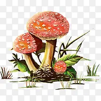 �ֻ�Ģ��Ҷ��С��-������