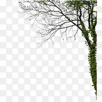 Åä¾°Ê÷¸ÉÊ÷Ö¦ÌÙÂû-¿ÕÈôÍø Åä¾°Ê÷¸ÉÊ÷Ö¦ÌÙÂû-¿ÕÈôÍø