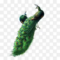 多彩孔雀-空若网 多彩孔雀-空若网