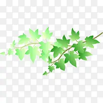 ��ͨӫ����Ҷ��֦-������