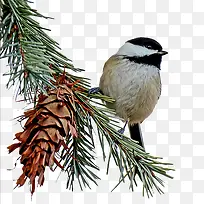 ����֦С��Ԫ��-������