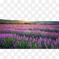 Ϧ���µ�޹�²ݻ����ز�-������