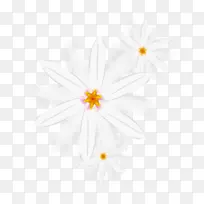 精美白色野菊花-空若网 精美白色野菊花-空若网