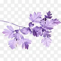 树枝-空若网 树枝-空若网