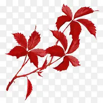 树藤-空若网 树藤-空若网