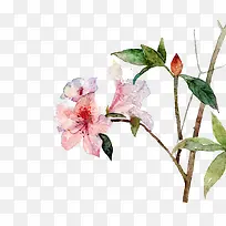 ºì»¨ÂÌÉ«Ê÷Ö¦Ó£»¨Ê÷-¿ÕÈôÍø ºì»¨ÂÌÉ«Ê÷Ö¦Ó£»¨Ê÷-¿ÕÈôÍø