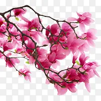 花卉-空若网 花卉-空若网