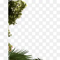 װ����֦��Ҷ-������