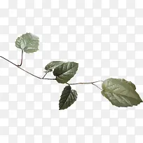 树叶装饰-空若网 树叶装饰-空若网