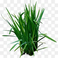 小麦创意高清合成摄影-空若网 小麦创意高清合成摄影-空若网