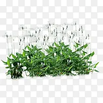 摄影高清小麦合成-空若网 摄影高清小麦合成-空若网