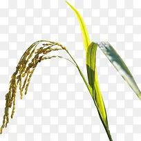稻穗小麦高清摄影-空若网 稻穗小麦高清摄影-空若网