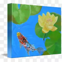 锦鲤昆虫花瓣传粉植物.水百合-空若网 锦鲤昆虫花瓣传粉植物.水百合-空若网