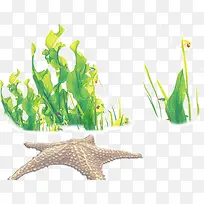 海星海草-空若网 海星海草-空若网