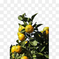 桔子-空若网 桔子-空若网