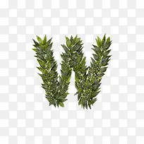 ��Ҷ��ĸw-������