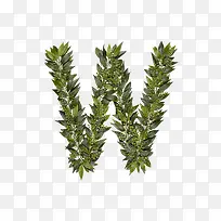 ��Ҷ��ĸw-������