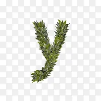 绿叶字母y-空若网 绿叶字母y-空若网