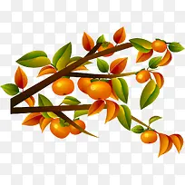 柿子树-空若网 柿子树-空若网