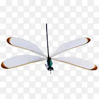 ��ɫ����-������