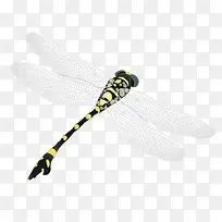 动物-空若网 动物-空若网