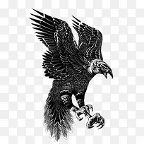 素描老鹰插画-空若网 素描老鹰插画-空若网