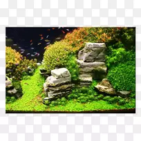 金鱼石浮岛水族馆-空若网 金鱼石浮岛水族馆-空若网