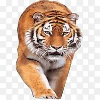 ���ߵĳ�ɫ�ϻ��ز�-������