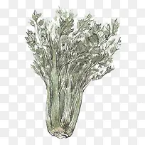 手绘芹菜-空若网 手绘芹菜-空若网