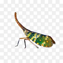 手绘螳螂-空若网 手绘螳螂-空若网