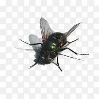 装饰图案 昆虫-空若网 装饰图案 昆虫-空若网