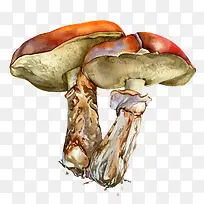 手绘蘑菇图案-空若网 手绘蘑菇图案-空若网